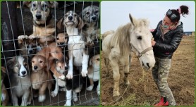 A muncit ani buni peste hotare iar cu banii câștigați a deschis un adăpost pentru animale